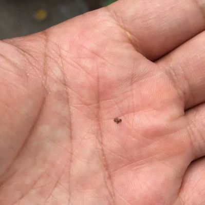 厨房有小虫怎么办