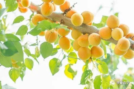 酸杏子怎么才会甜