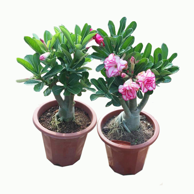 室内盆栽花卉大全