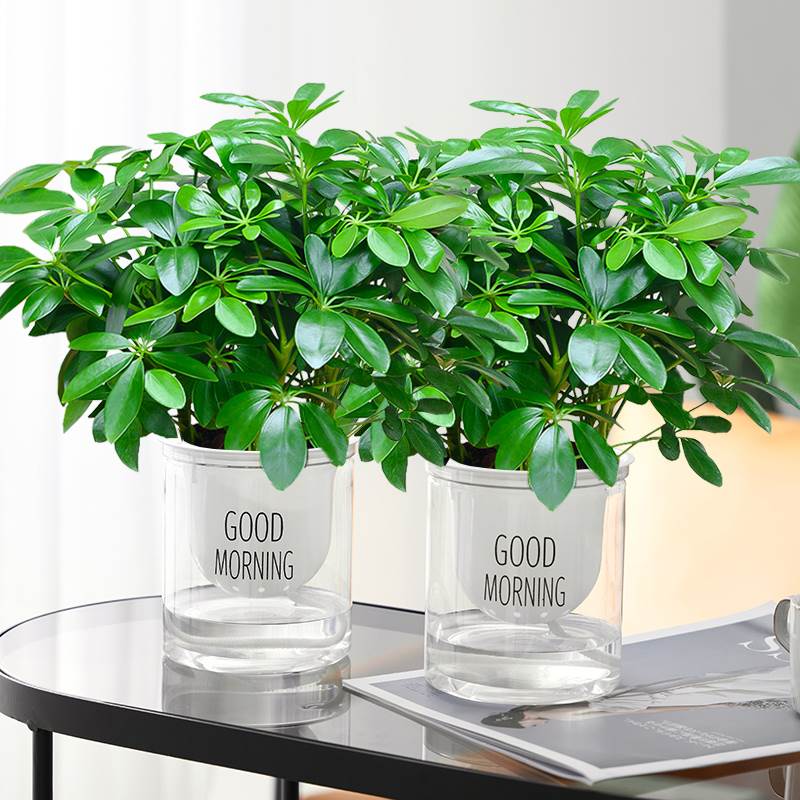 绿植晚上放卧室好吗