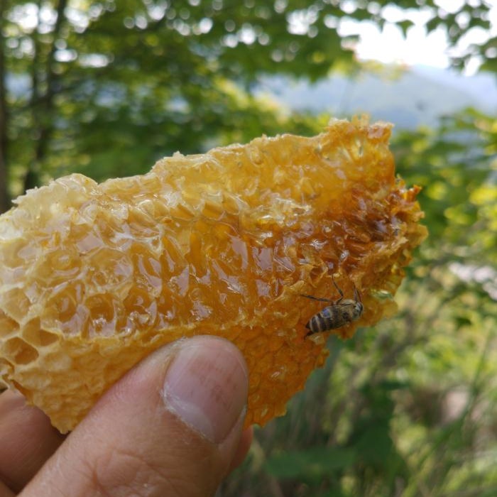 野生蜂蜜怎么处理才能吃