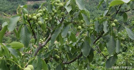 嫁接的核桃树苗几年后就能结果种植核桃需要多长时间?