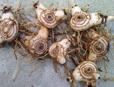 白芨的美容功效与作用