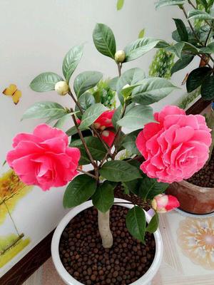 养在室内的花