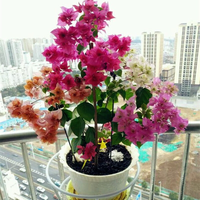 阳台花卉