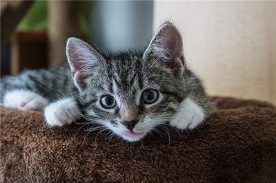 男人做梦梦见猫