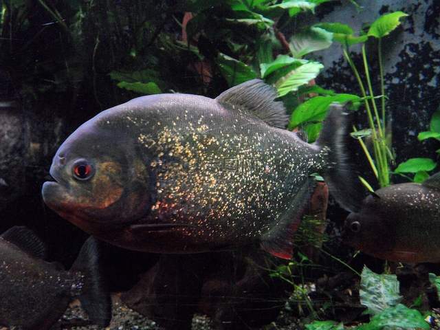 The Majestic <strong><mark>arowana</mark></strong> in Faro: A Comprehensive Guide to Location, Distribution, Business Hours, and Products