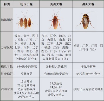 蟑螂种类