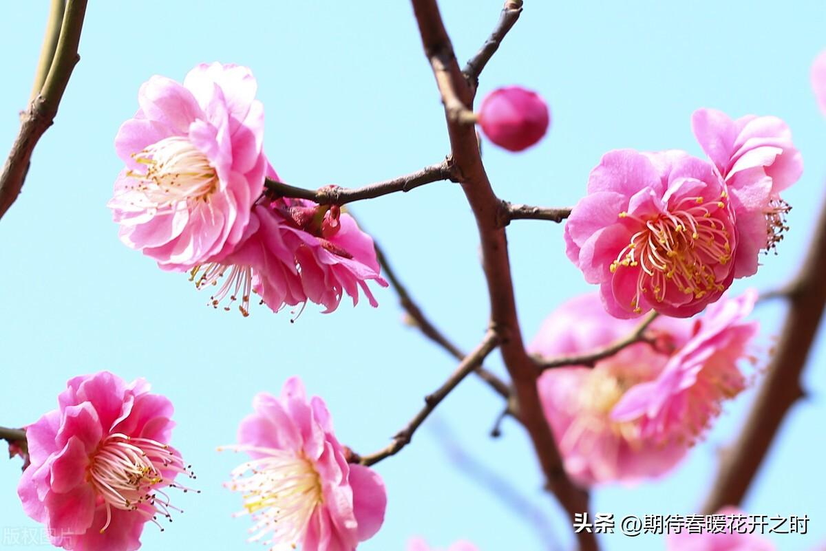 春暖花开的寓意是什么