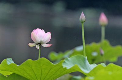 荷花性格