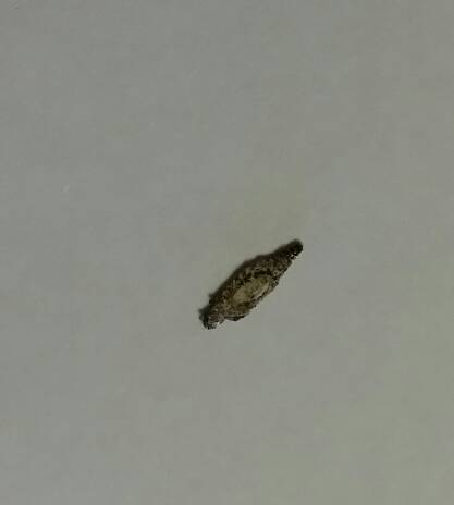 木地板虫子用什么杀死