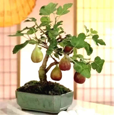柠檬树风水