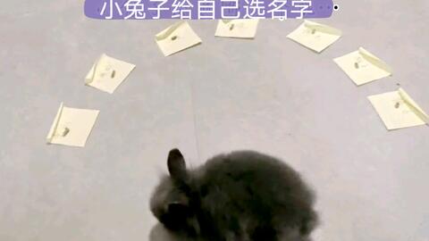 兔子起名字