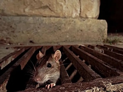 下水道里灌什么能杀死老鼠