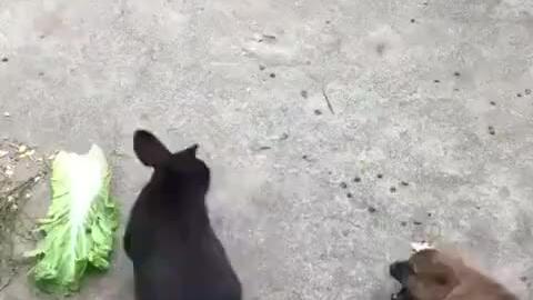 兔子被邻居家的狗咬死了怎么办