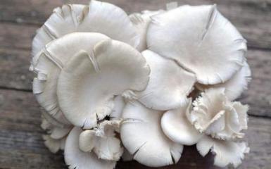 怀孕能吃菇类吗
