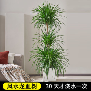 室内风水树哪种最好