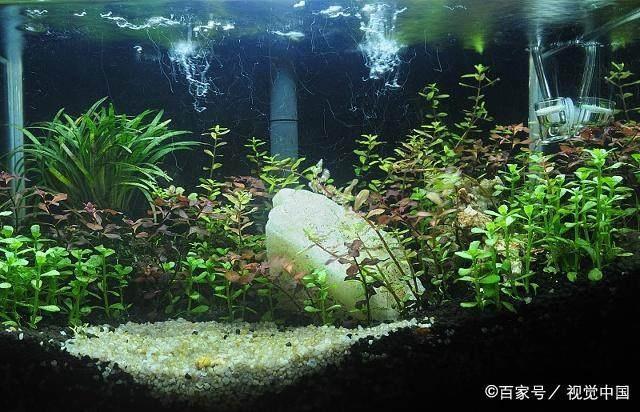 魚缸怎么修補(bǔ)水質(zhì) 水族問答