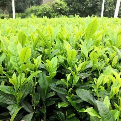 茶叶苗