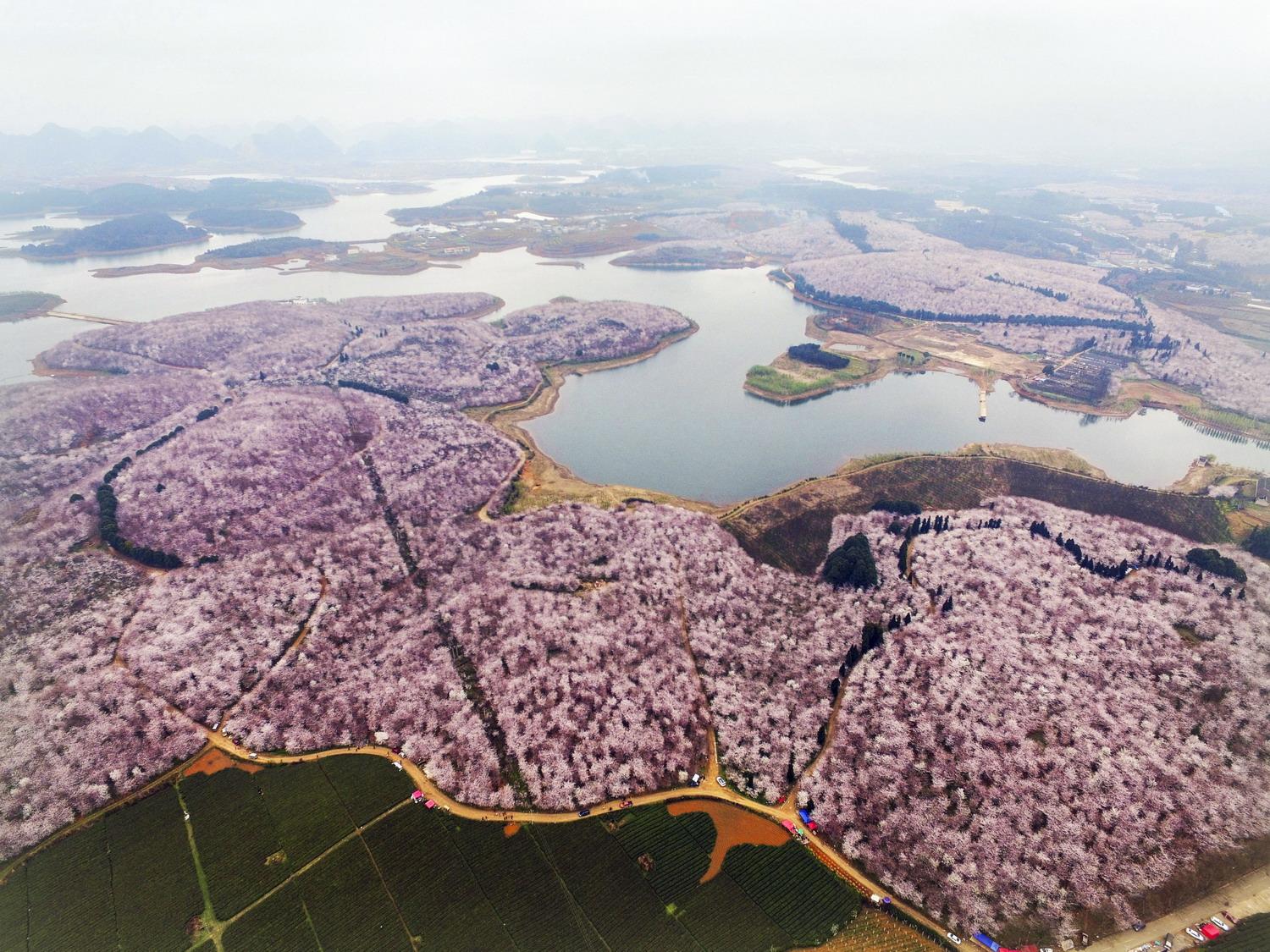 红枫湖樱花游览攻略