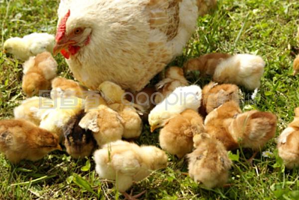 周公解梦大全查询，梦见喂食归巢母鸡小鸡的深层寓意