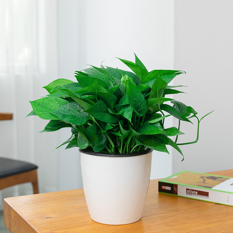 室内植物甲醛