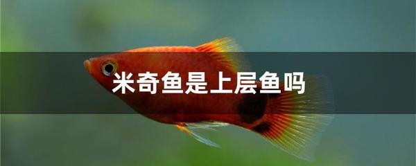 给鱼取名字