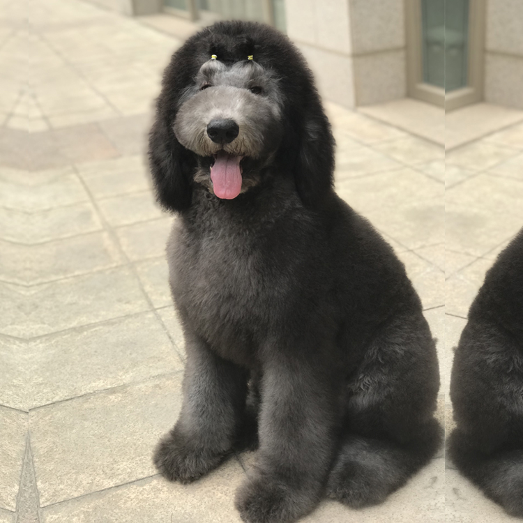 武汉巨贵幼犬