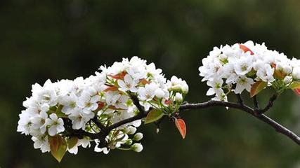 梨花是什么生肖