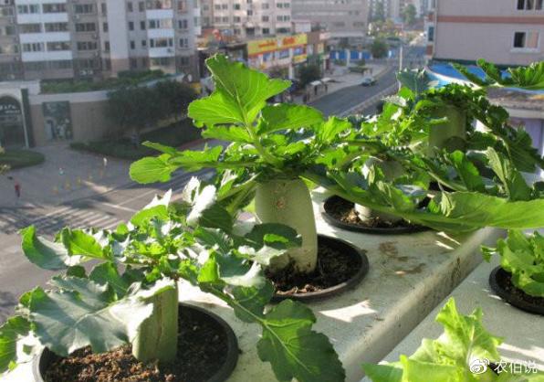 阳台种菜如何施肥