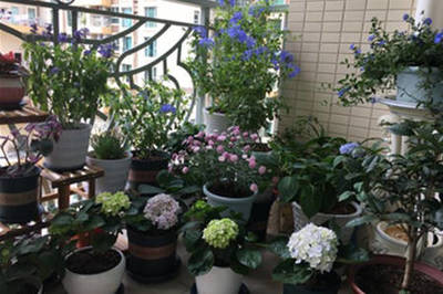 阳台上适合种什么植物
