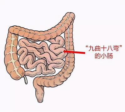 人的小肠怎么检查多少钱