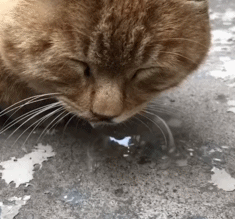 梦见被猫咬一口