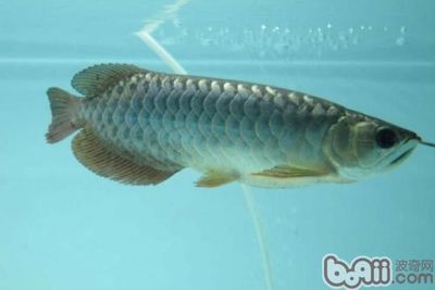 龍魚吃飼料好還是吃小魚好：如何判斷龍魚偏愛飼料還是小魚