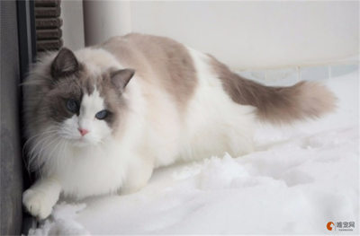 布偶猫取名字
