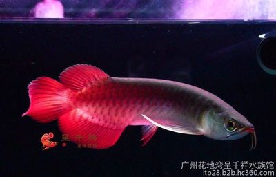 1米的魚缸養(yǎng)什么魚最好養(yǎng)（1米的魚缸養(yǎng)什么魚最好養(yǎng)活）