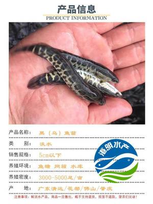 广东生鱼做法大全家常