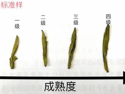 茶叶特级和一级的区别
