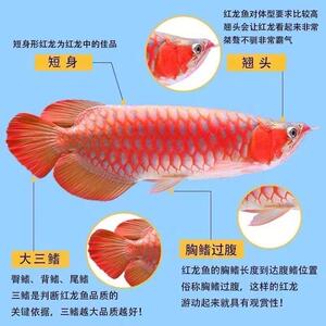 金魚(yú)缸怎么清理（金魚(yú)缸怎么清理最干凈）