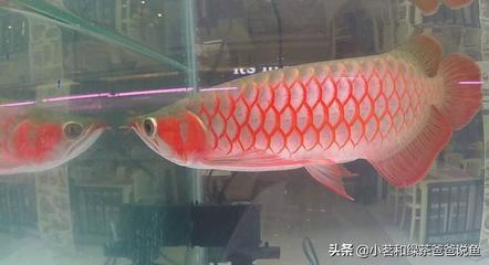 江山市新视界水族馆（江山市新视界水族馆地址）