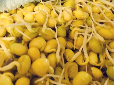 黄豆芽为什么会变绿