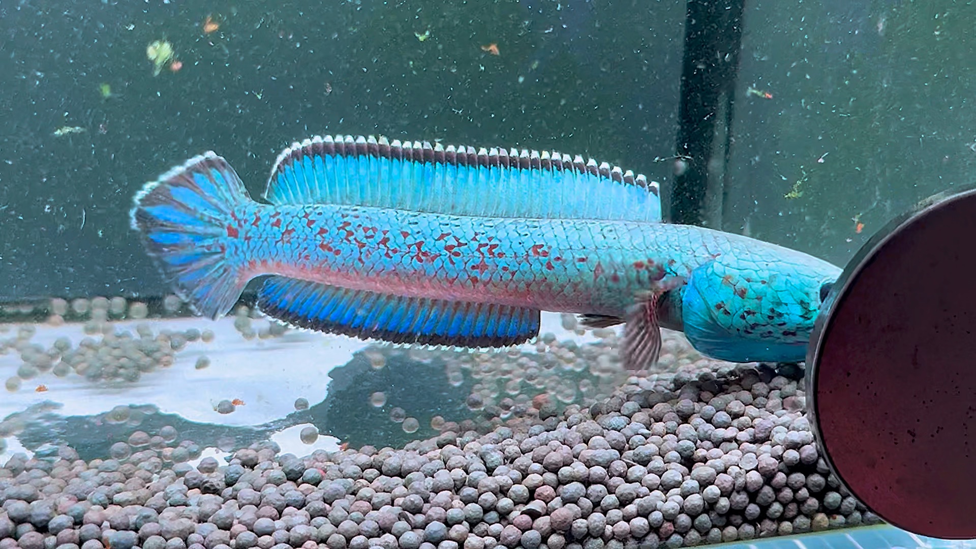 银川市兴庆区裕翔龙鱼水族馆（银川市兴庆区裕翔龙鱼水族馆电话）