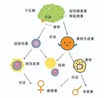 泌乳素影响怀孕吗