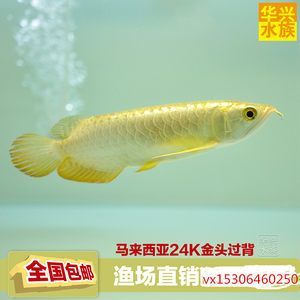 怎么防止金龍魚掉眼睛(金龍魚怎么預(yù)防掉眼)