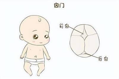 宝宝卤门在什么位置