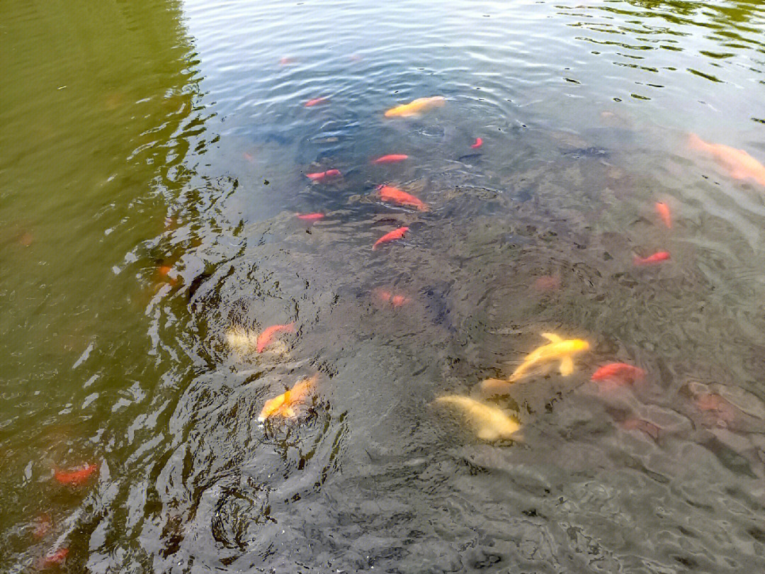 紅龍魚喂什么魚好養(yǎng)（紅龍魚喂什么魚好養(yǎng)活） 龍魚百科