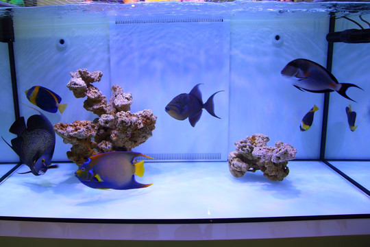 黃州區(qū)龍昇水族用品館（黃州區(qū)龍升水族用品館地址）