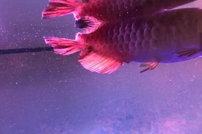 永善縣年年有魚水族館（永登年年有魚）