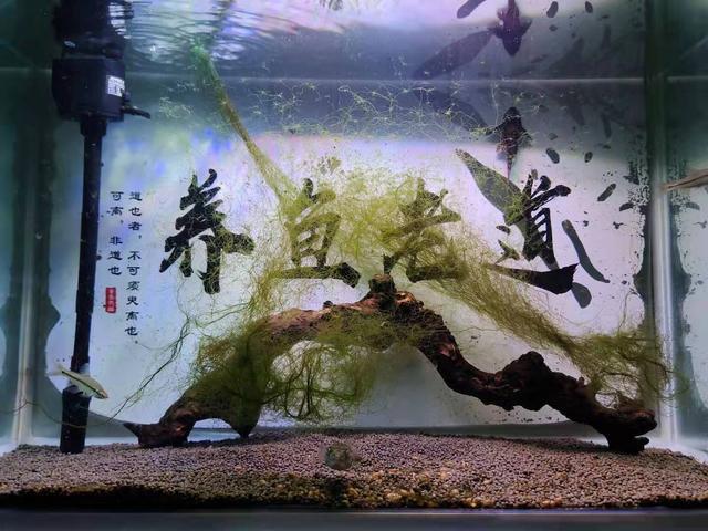 自貢觀賞魚養(yǎng)殖場地址電話多少啊 祥龍魚場