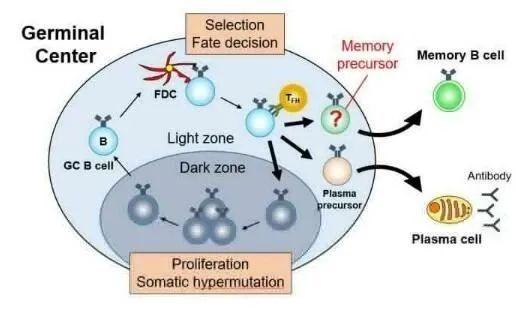 mutation怎么记忆